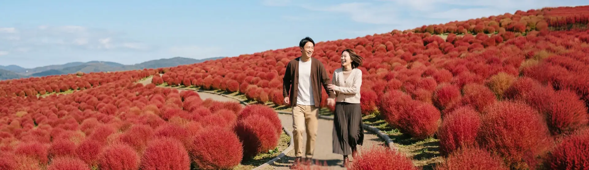 掃帚草紅海